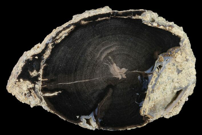 Petrified Wood (Schinoxylon) Slab - Blue Forest, Wyoming #141298